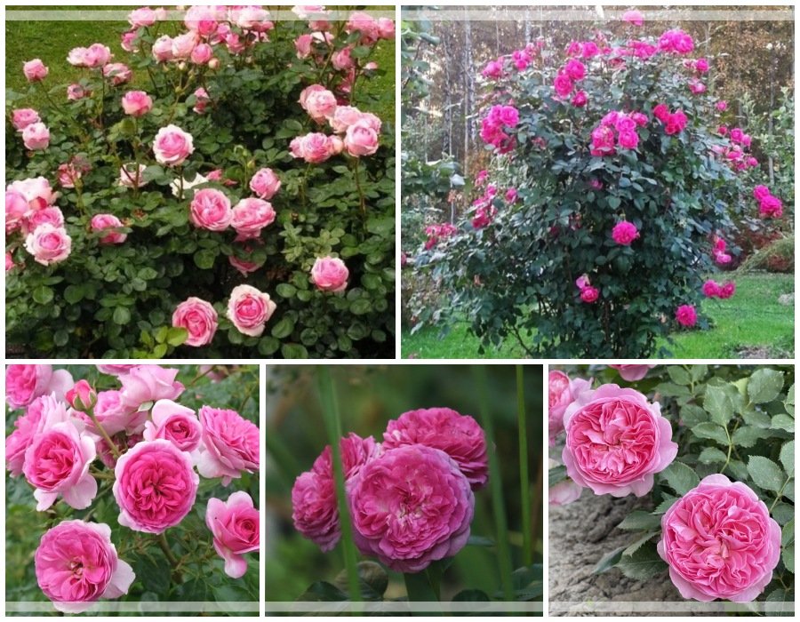 Modern Art róże wielkokwiatowe